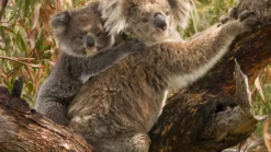 Koala mẹ và con trên thân cây – Royal Tourist